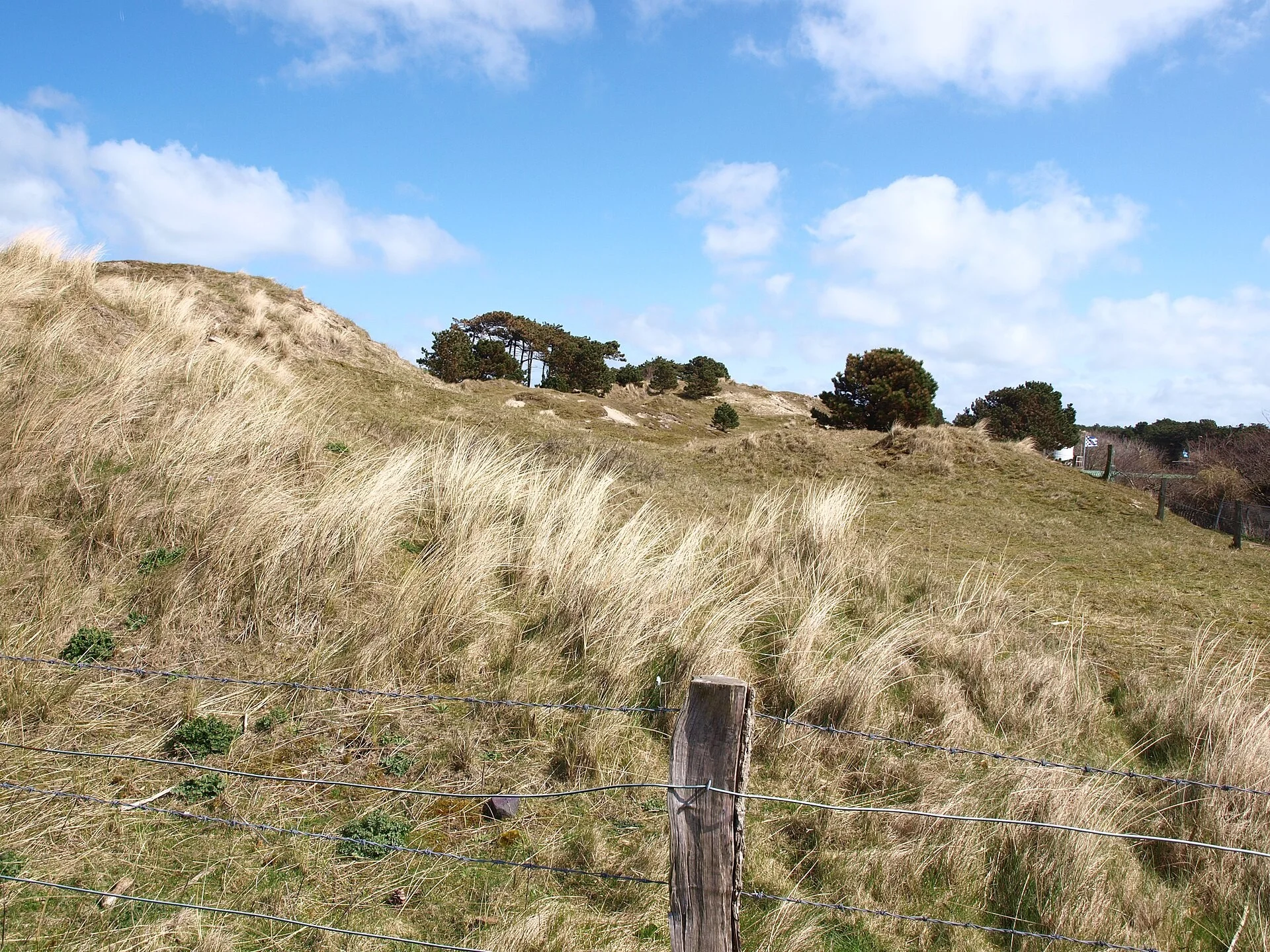 Dune grasses and sandy landscape on Norderney