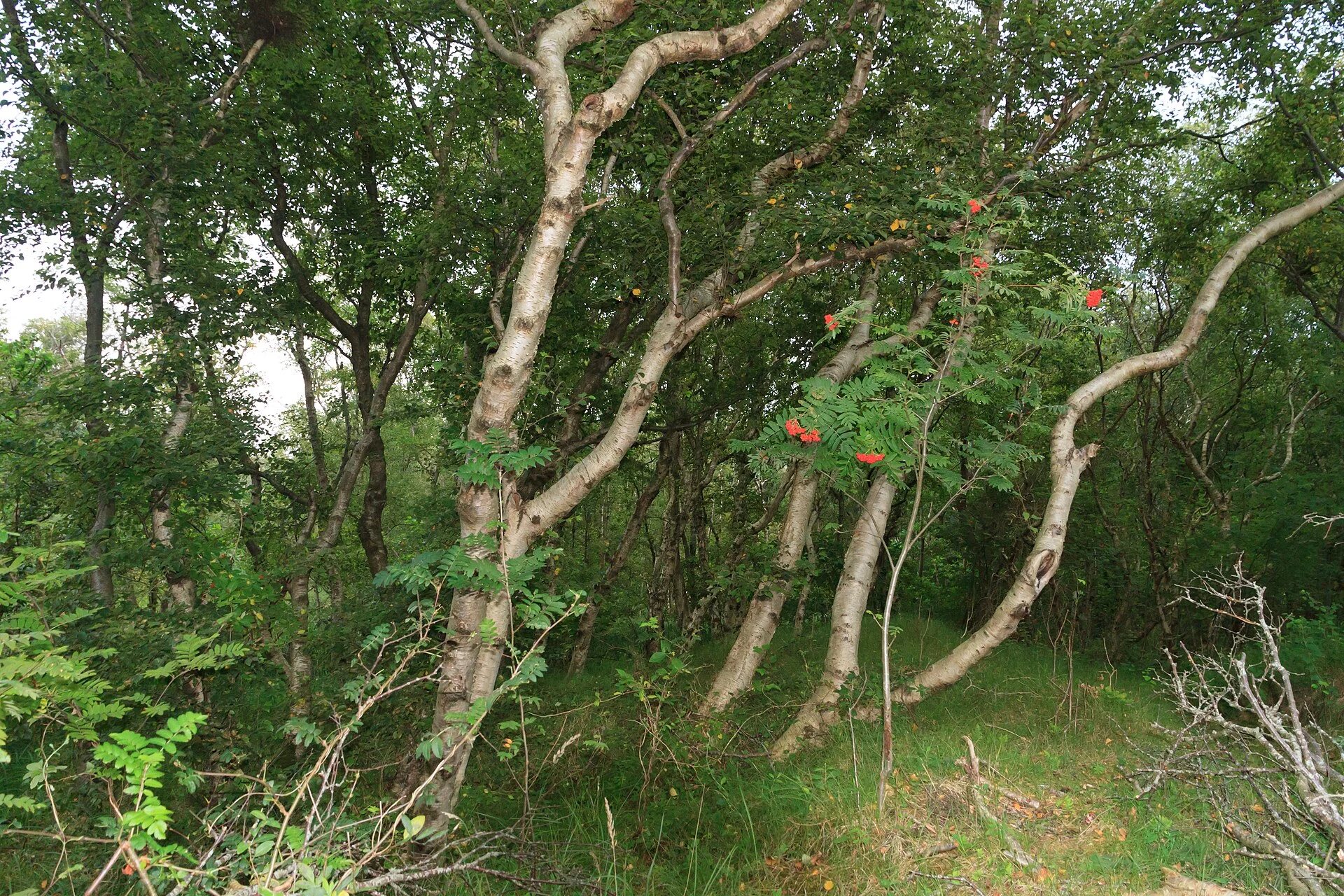Birken und Inselwald in der Greune Stee auf Borkum