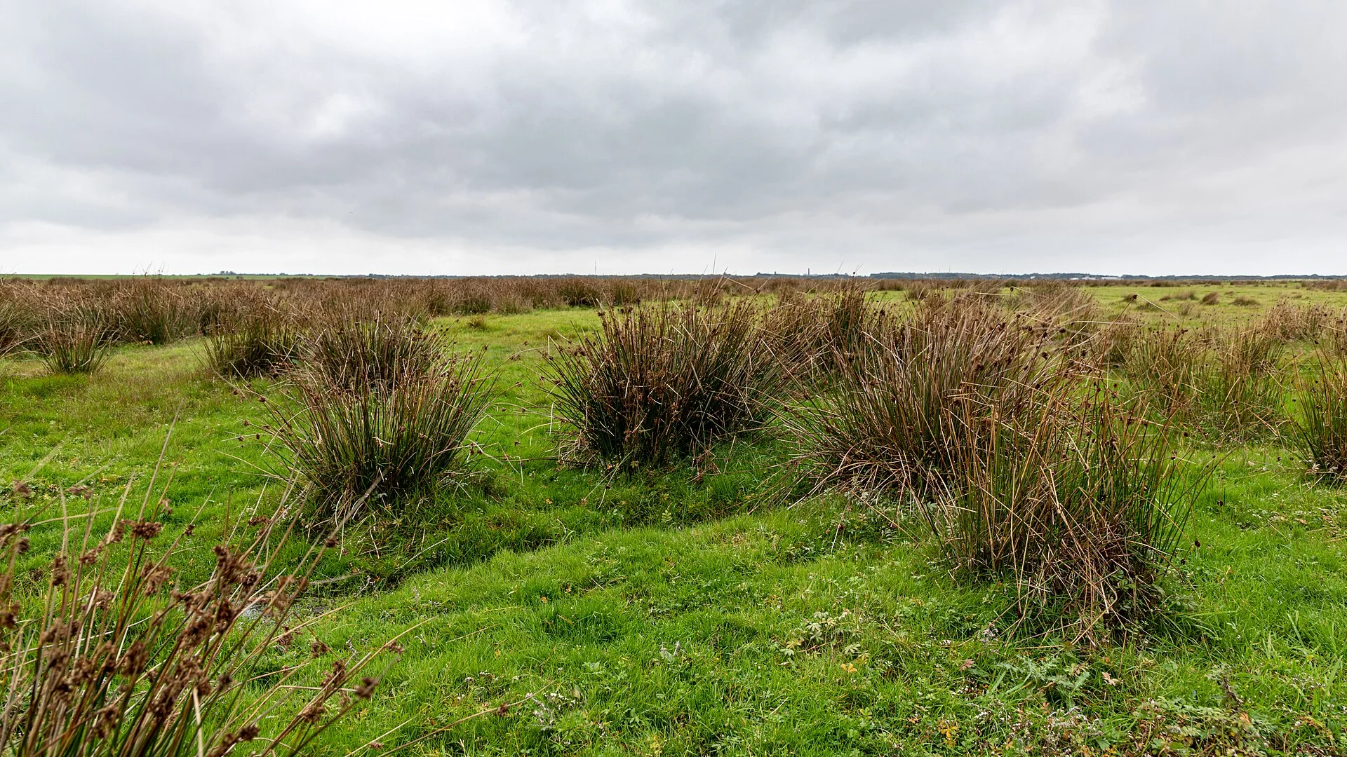 Marsch- und Dünenlandschaft bei Oostlandje auf Borkum, Aufnahme von 2020